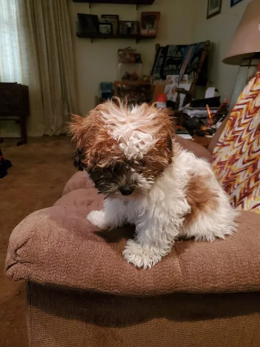 Perfect Pup Inc 4