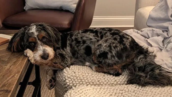Perfect Pup Inc 1