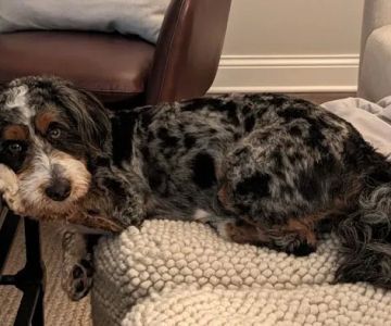 Perfect Pup Inc