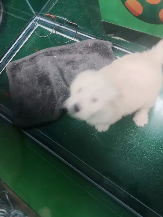Perfect Pup Inc 7