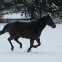 Warrenton Horse Works PLC ico