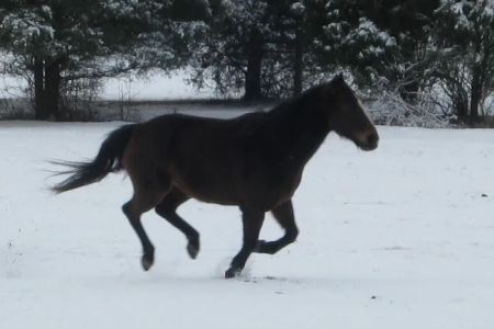 Warrenton Horse Works PLC
