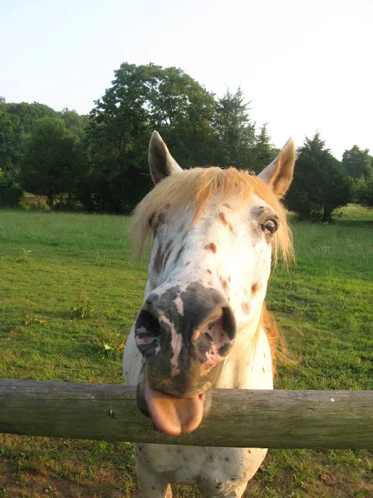 Warrenton Horse Works PLC 12