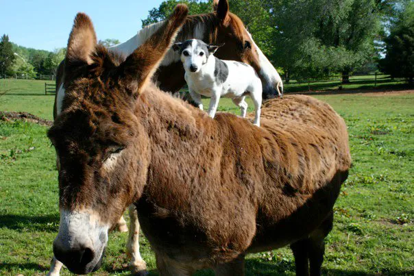 Warrenton Horse Works PLC 12