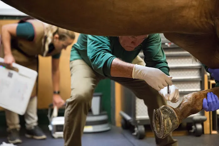 Virginia Equine Imaging 6