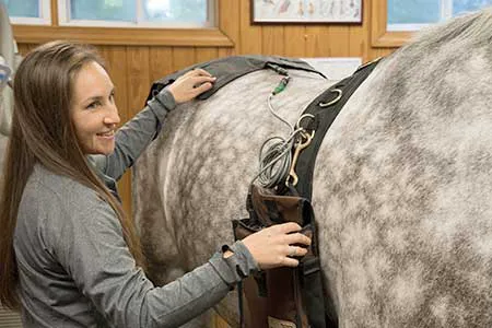 Virginia Equine Imaging 3