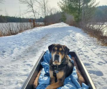 Holistic Pet Wellness