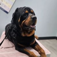 Agape Vet Clinic ico