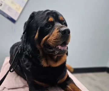 Agape Vet Clinic