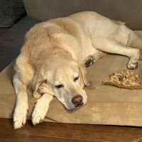 New Baltimore Animal Hospital ico