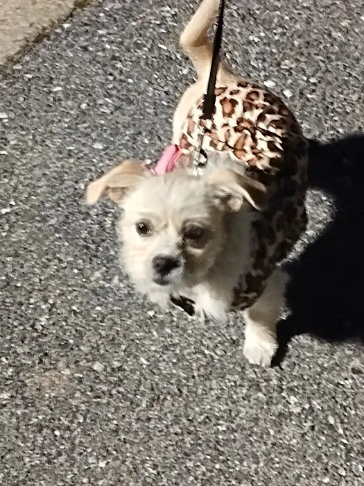 Village Vet of Urbana 12