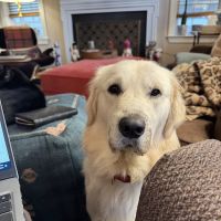 Village Vet of Urbana ico