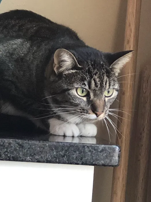 Compassion Veterinary Center 12