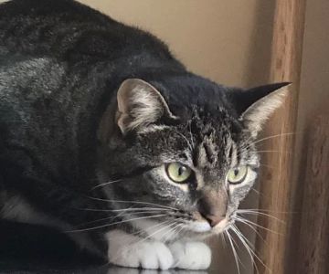 Compassion Veterinary Center