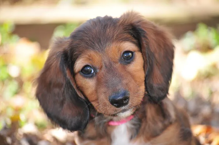 Compassion Veterinary Center 12