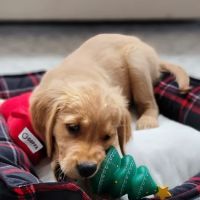 Lakehouse Veterinary ico