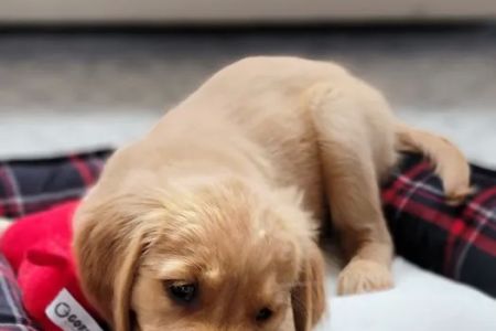 Lakehouse Veterinary