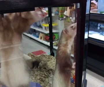 Petco