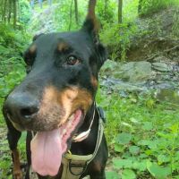 Banfield Pet Hospital ico