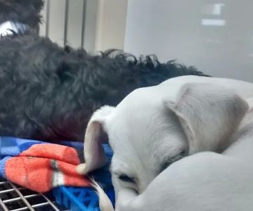Petland Batavia