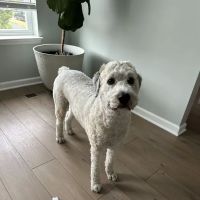 Buckeystown Veterinary Hospital ico