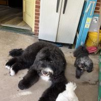 Banfield Pet Hospital ico