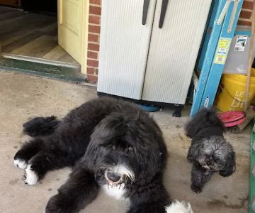 Banfield Pet Hospital