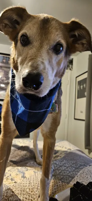 Westminster Veterinary Hospital 12