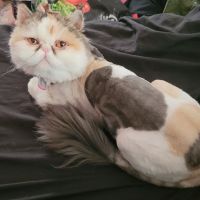 Feathers Scales & Tails Veterinary Hospital ico
