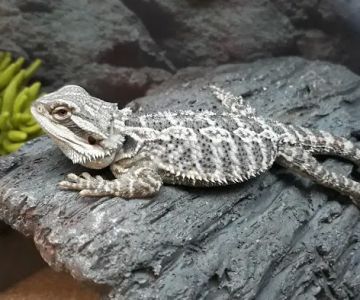 Petco