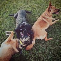 Airpark Animal Hospital ico