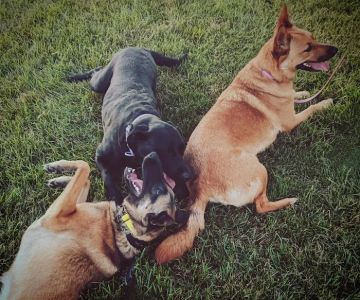 Airpark Animal Hospital