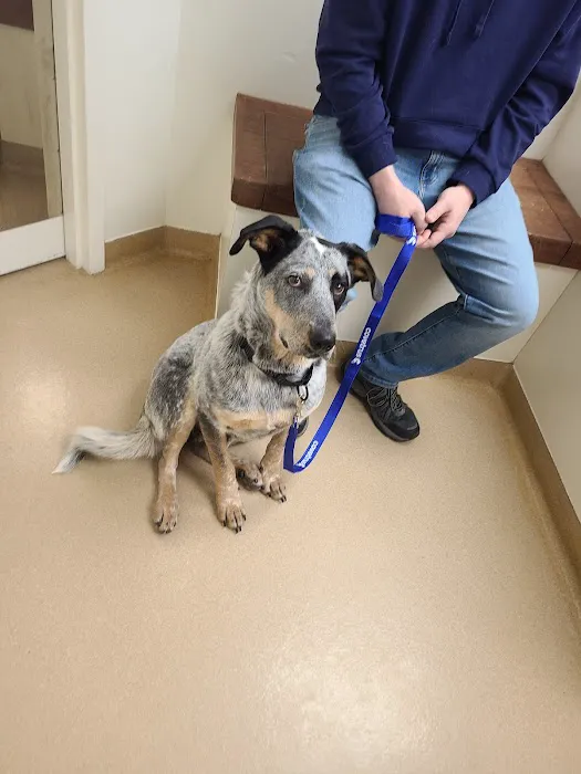 Airpark Animal Hospital 12