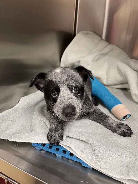 Airpark Animal Hospital 12