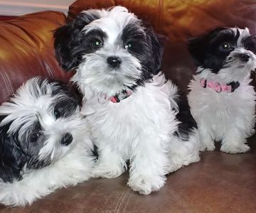 Raw Pet Products
