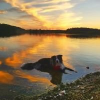 Hampstead Veterinary Center LLC ico