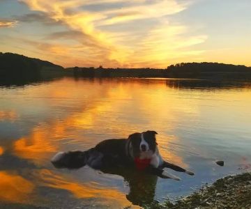 Hampstead Veterinary Center LLC