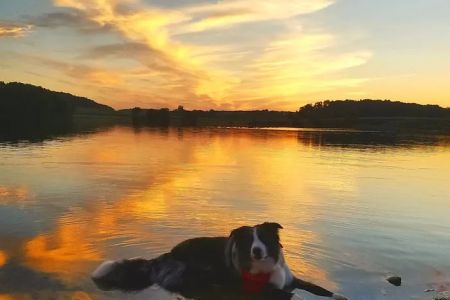 Hampstead Veterinary Center LLC