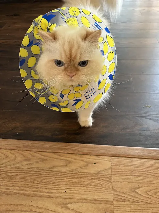 Hampstead Veterinary Center LLC 12