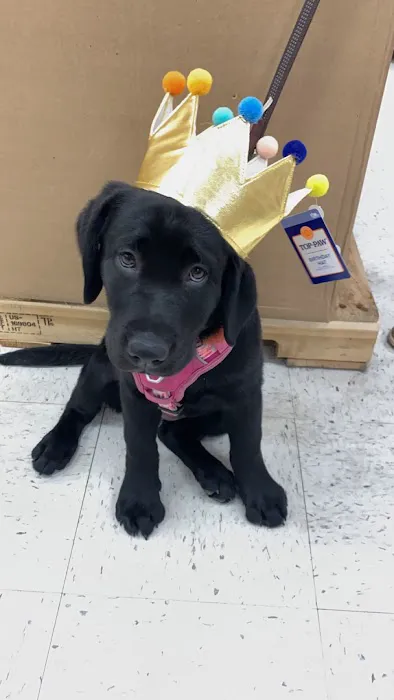 Hampstead Veterinary Center LLC 12