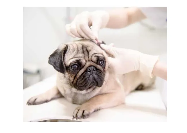 Hampstead Veterinary Center LLC 12