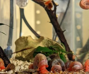 Mollusk Mama