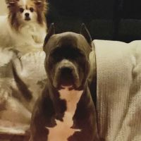Schulmeyer Animal Hospital ico