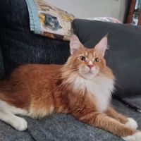 Abbey Animal Hospital ico