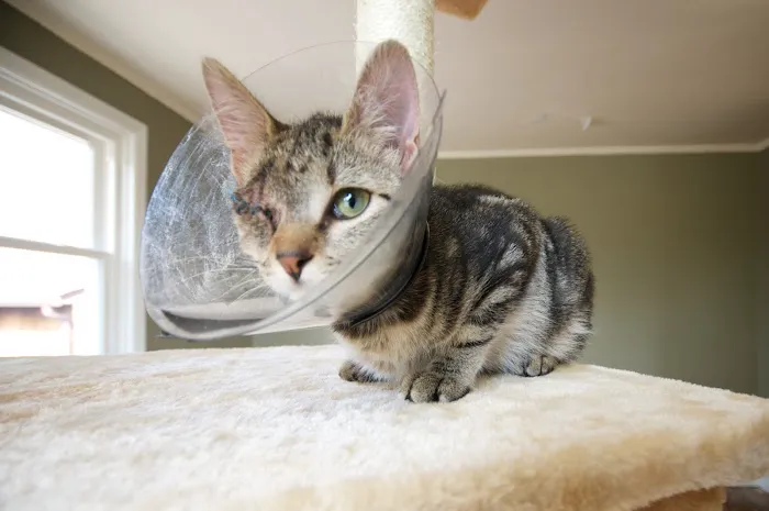 Perry Hall Animal Hospital 12