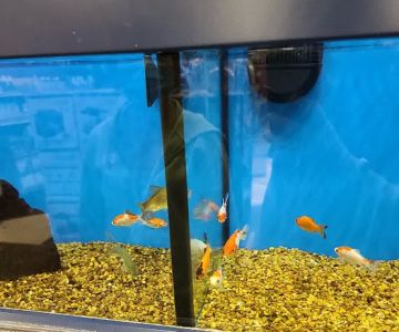 Petco