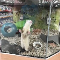 ShotVet @ PetSmart ico