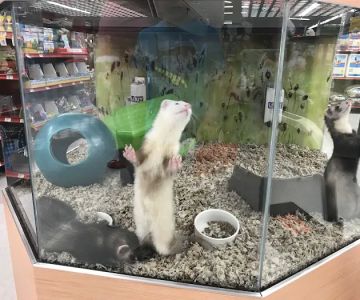 ShotVet @ PetSmart