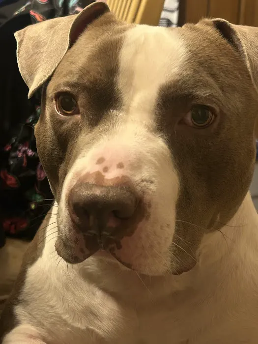 Baltimore County Animal Services 12