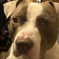 Baltimore County Animal Services ico